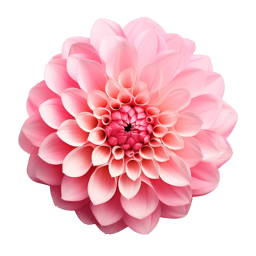 pngtree-dahlia-flower-isolated-png-image-10024151